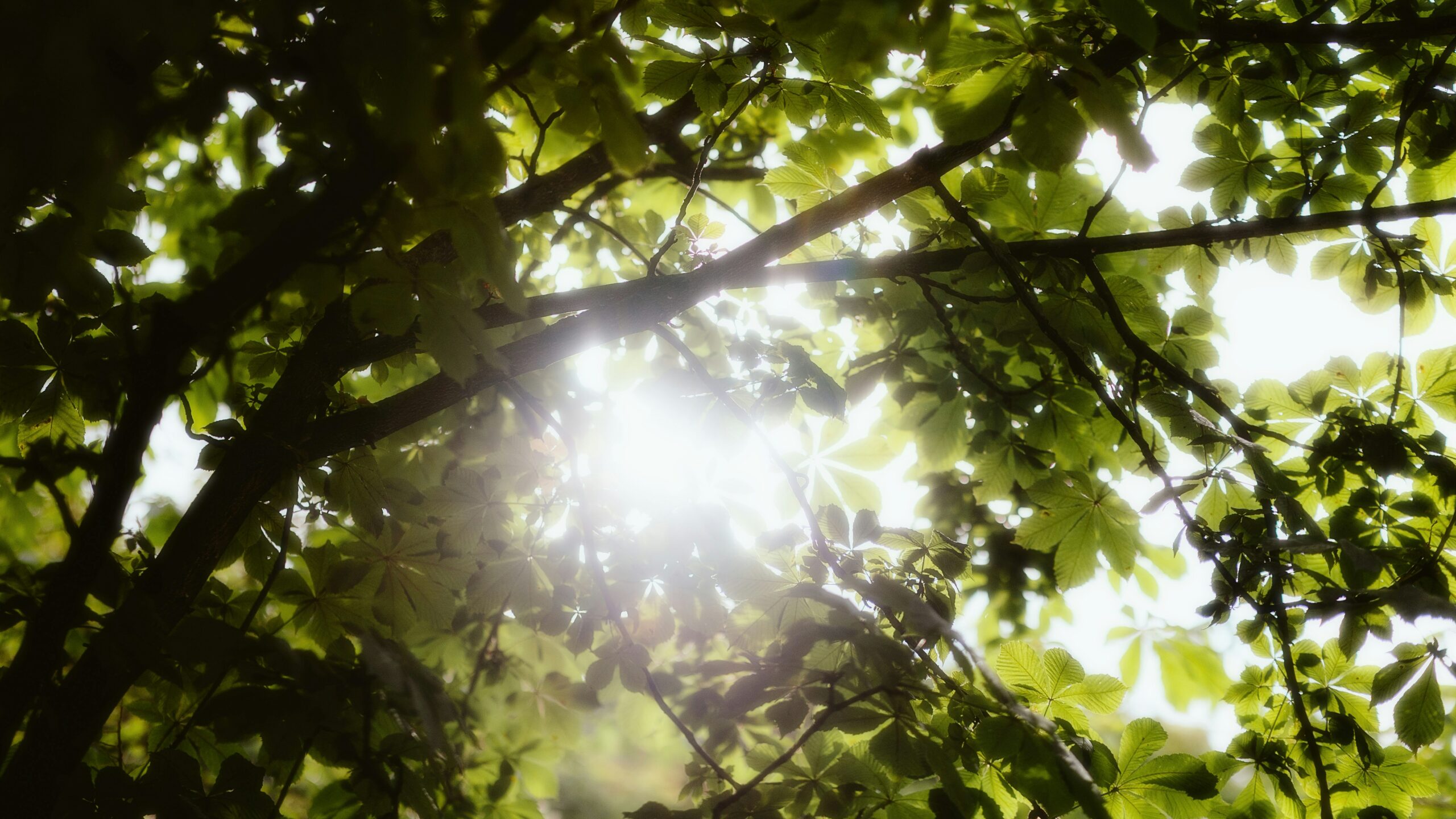 alin-gavriliuc-Uq6-4fmwm1E-unsplash Sunlight filtering through green tree branches, representing the welcoming environment of therapy where it’s okay to cry.