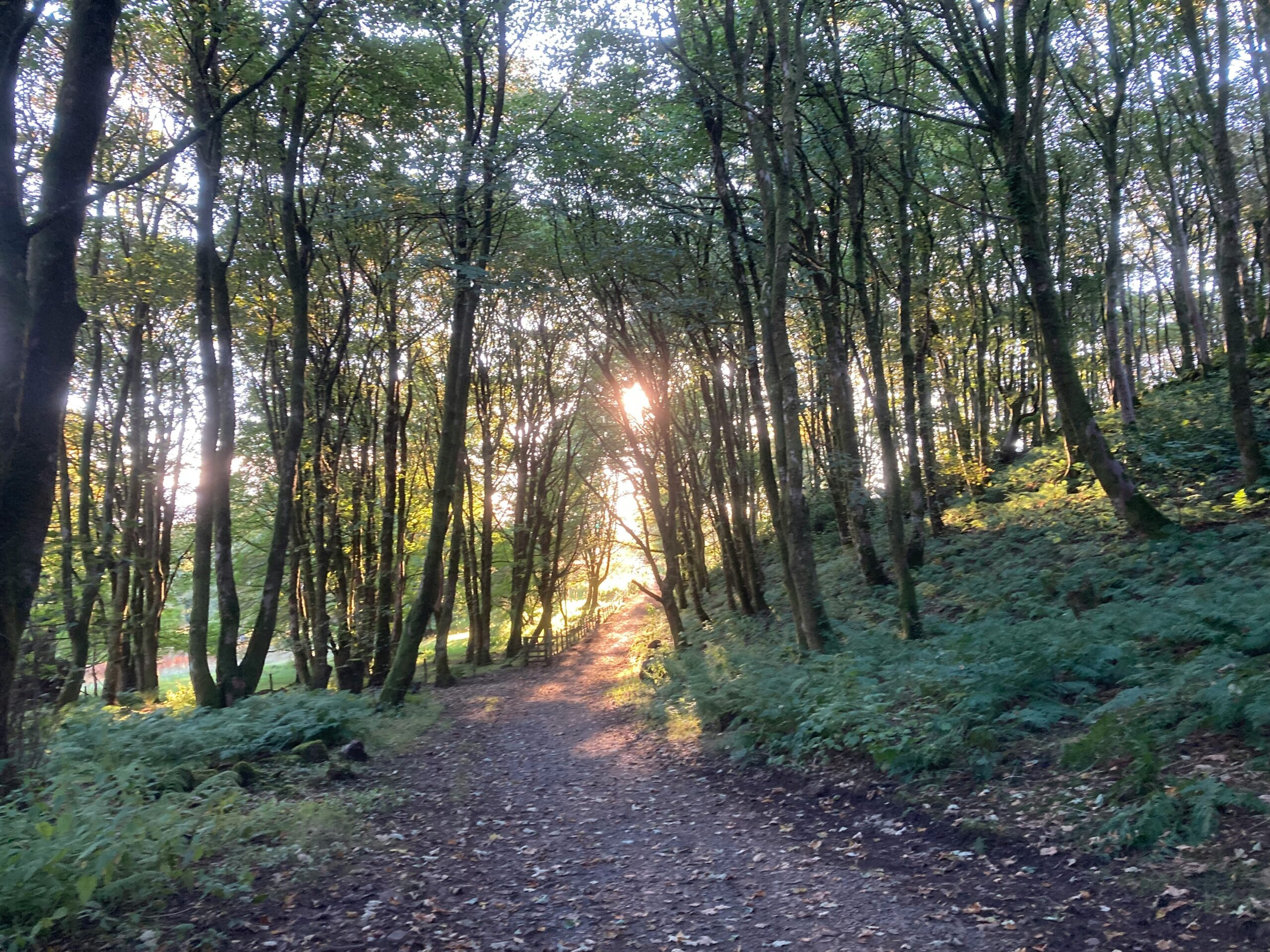 Sunlight shining through a peaceful forest path representing healing and answering the question, “Why can’t I move on?”