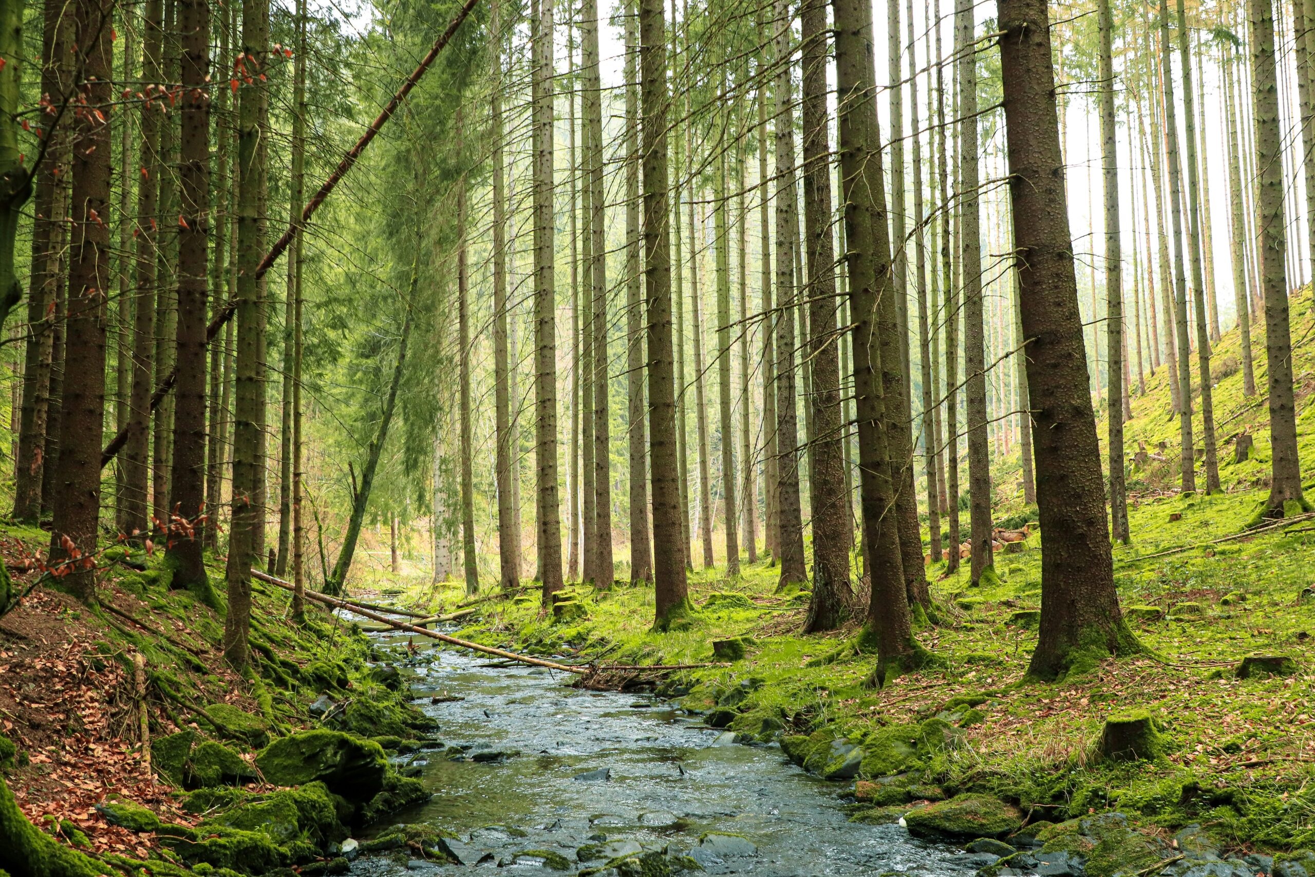 Sunlight filtering through a peaceful forest with a gently flowing stream, symbolizing gradual growth and healing.