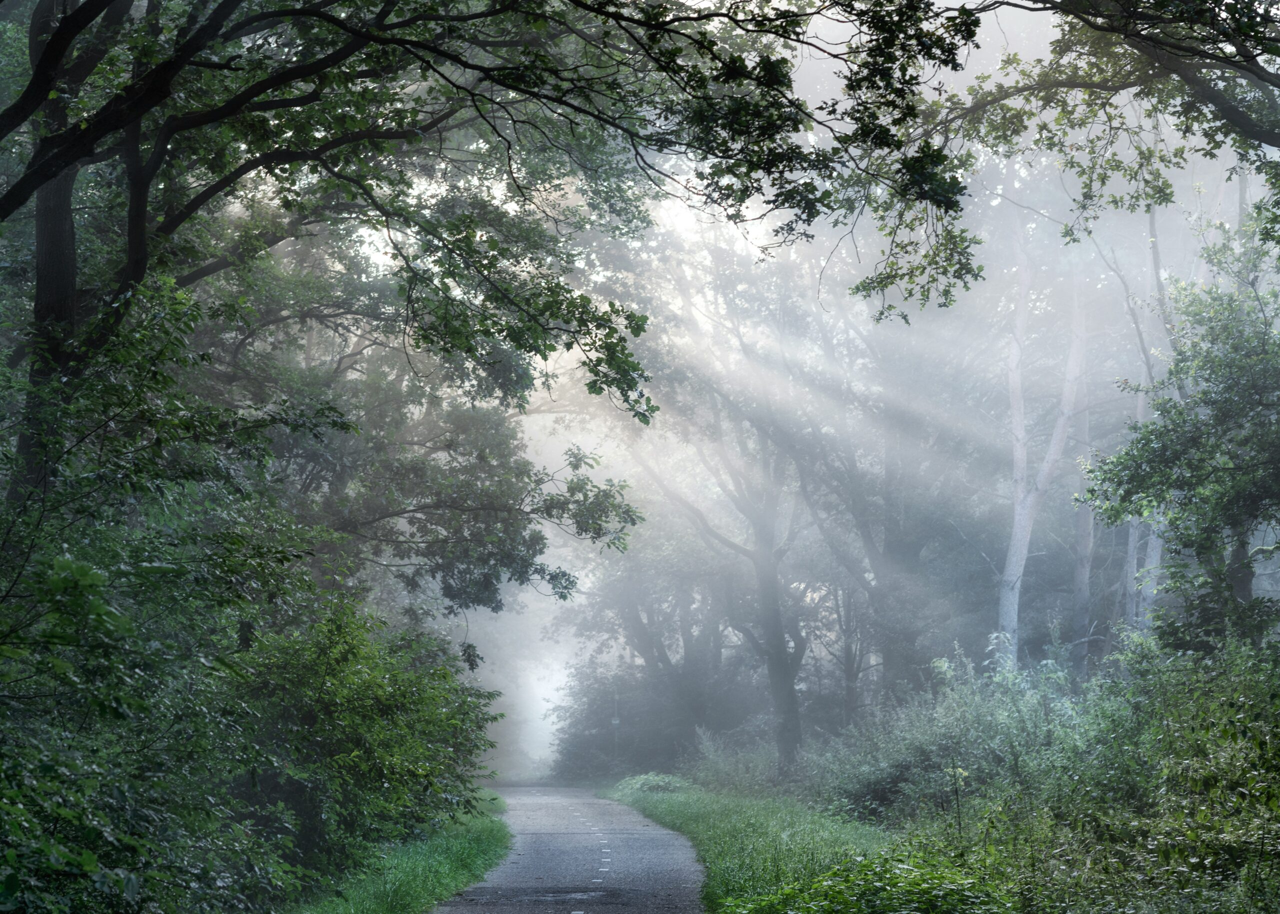 Sunlight filtering through trees onto a winding forest path