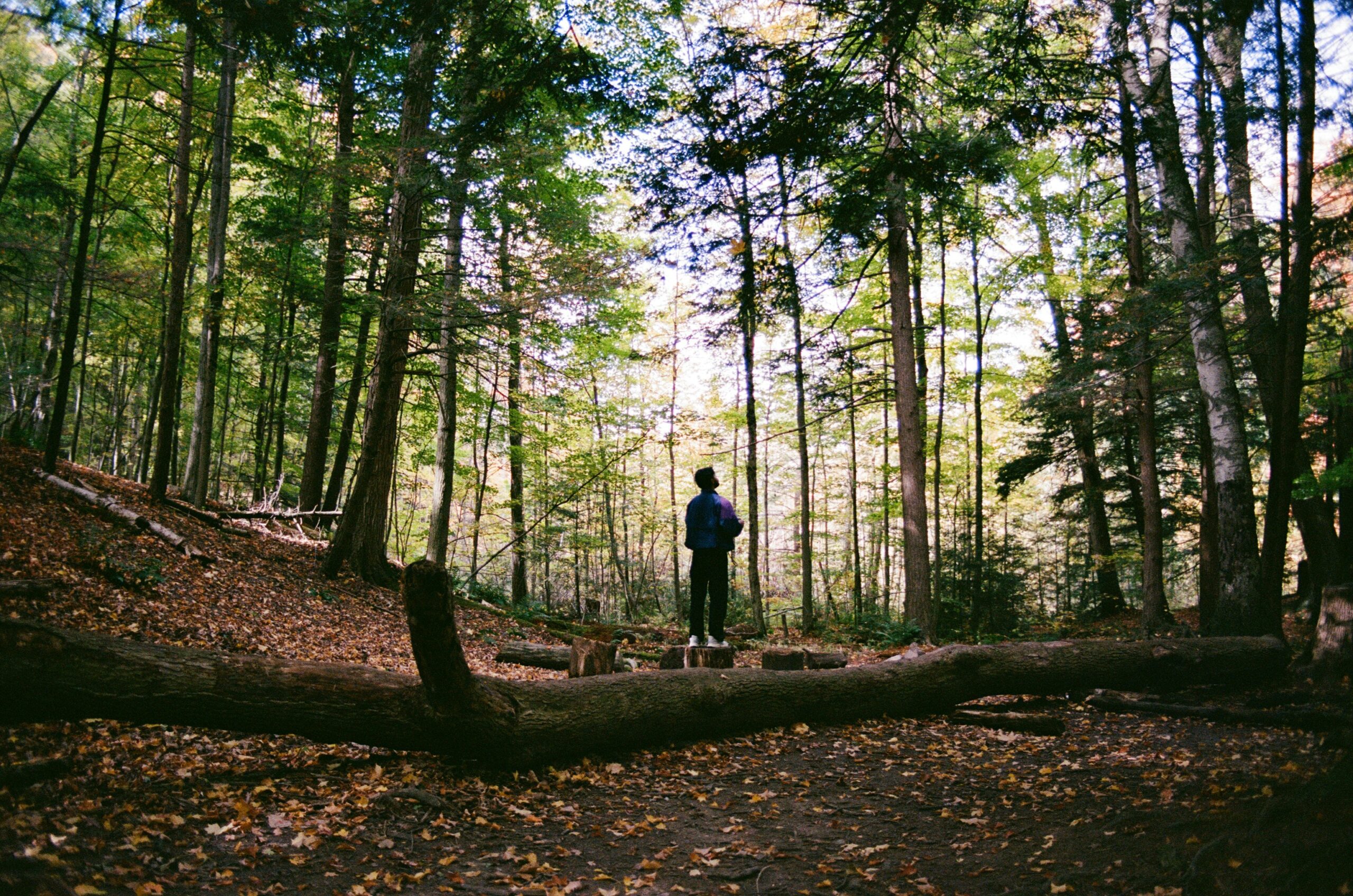 Person standing quietly in a peaceful forest, reflecting among tall trees in autumn.
